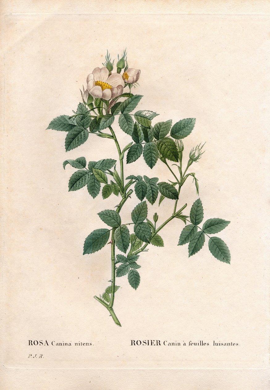 Blankbladig hundros, Rosa canina sort, Hundros med blanka blad. Handfärgad kopparsticksgravyr från Pierre Joseph Redoutes "" Les Roses,"" Paris av Pierre Joseph Redouté