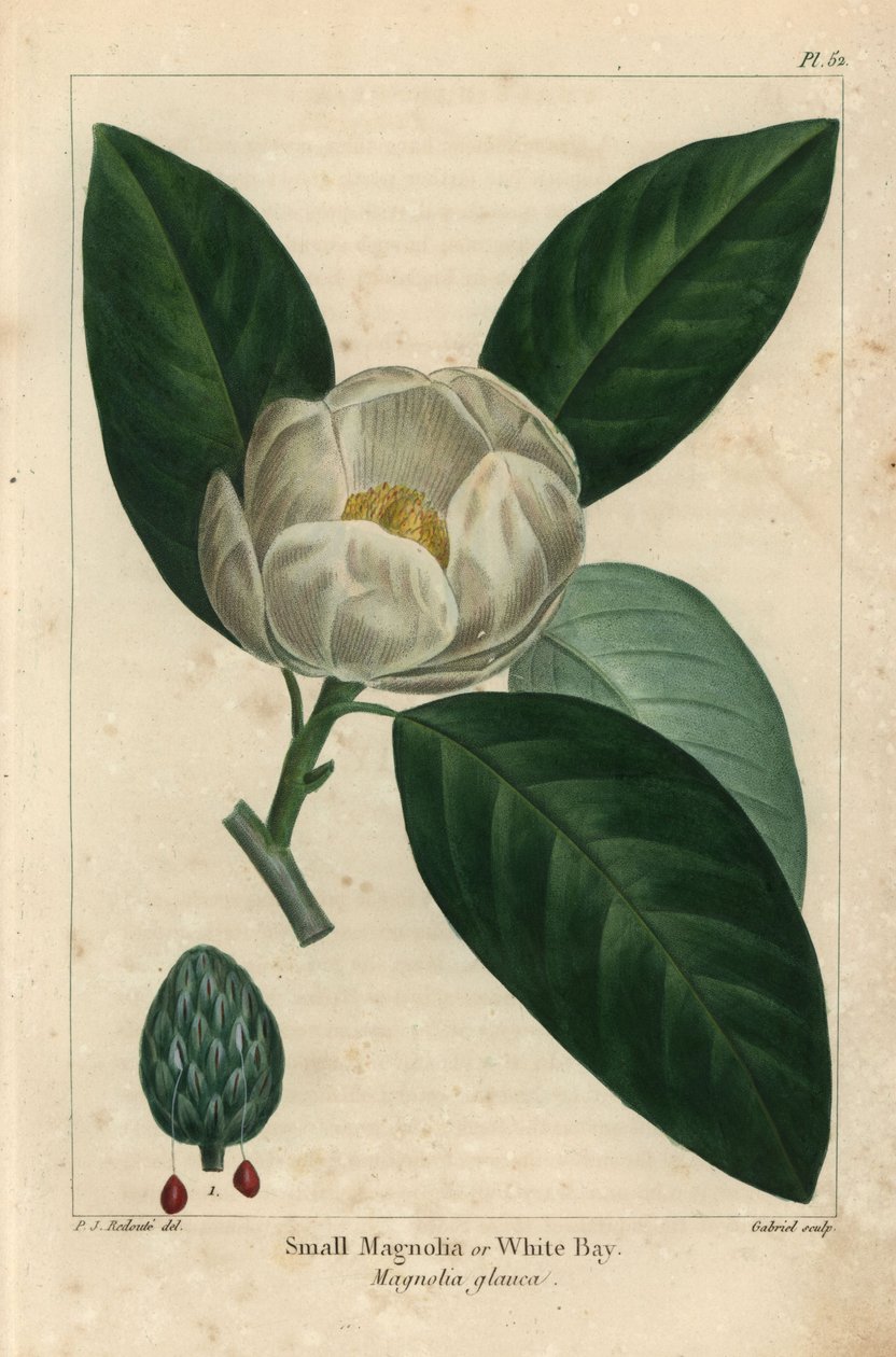 Litet magnoliaträd eller vit vik, Magnolia glauca (gravyr) av Pierre Joseph Redouté