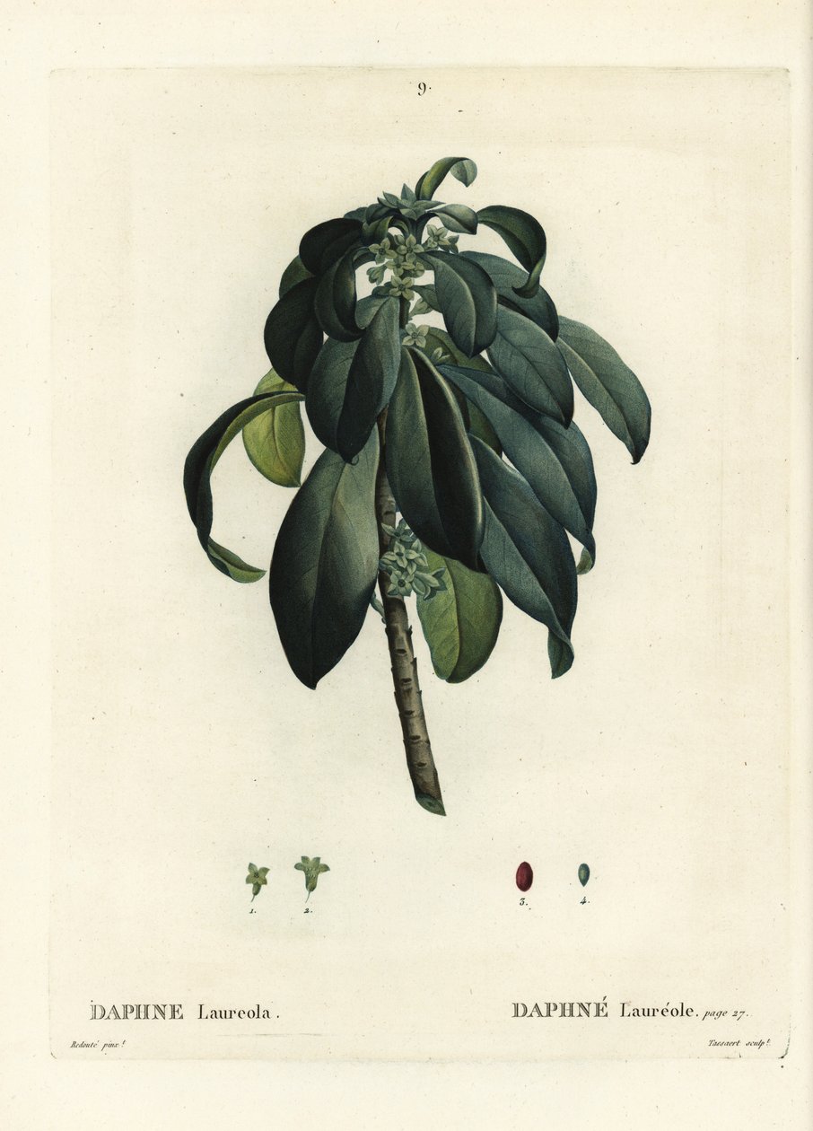 Spurge lager, Daphne laureola. Handfärgad stipplegravyr av Tassaert efter en illustration av Pierre-Joseph Redoute från Henri Louis Duhamel du Moncels Treat des Trees et Shrustes, Paris av Pierre Joseph Redouté
