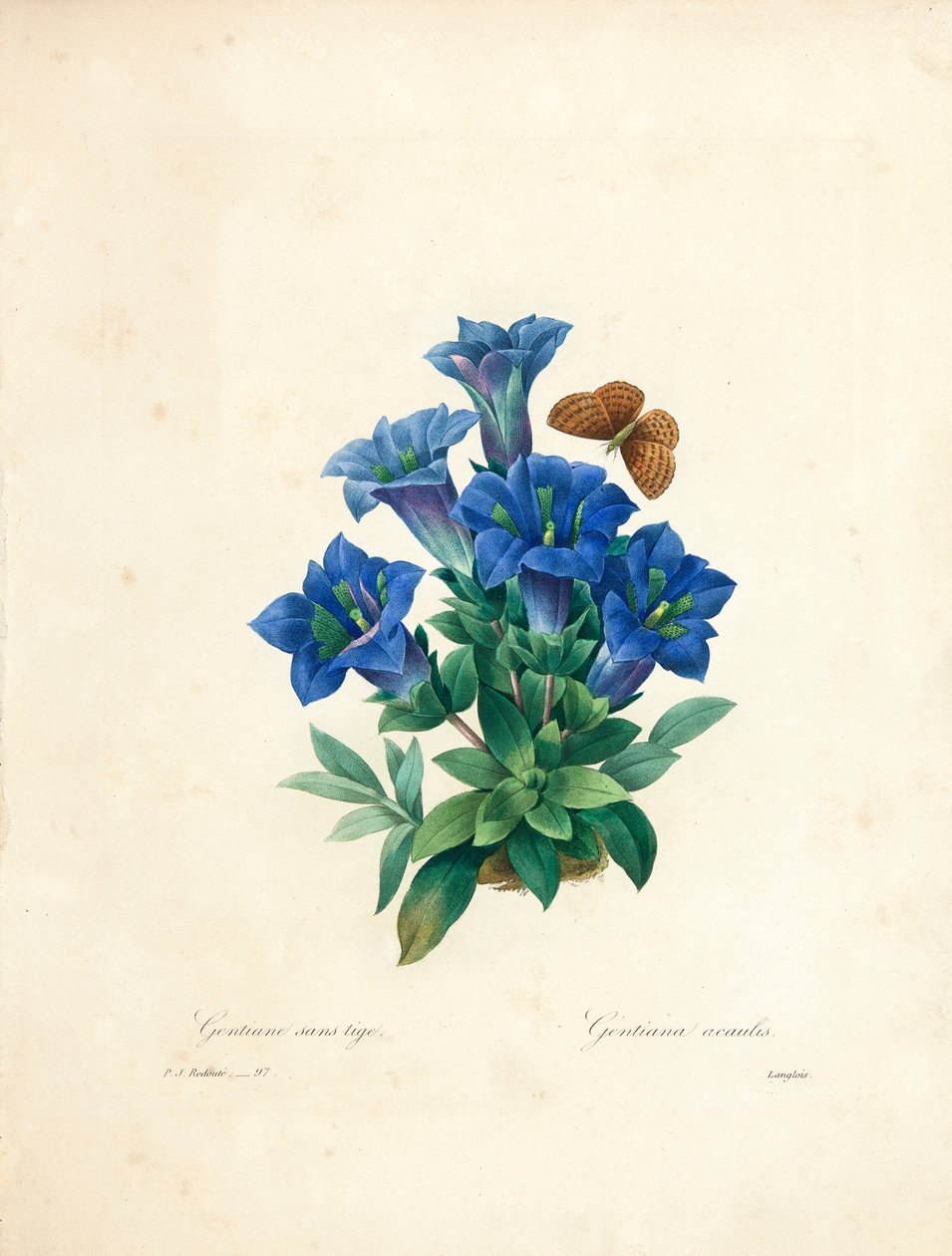 Stemless Gentian, från "Choosing the Most Beautiful Flowers and Most Beautiful Fruits", Vol. II, 1827-33 av Pierre Joseph Redouté