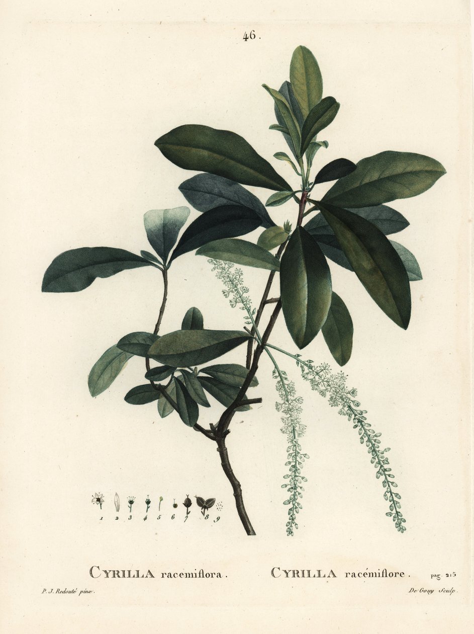 Träskcyrilla, Cyrilla racemiflora. Handkolorerad stipplegravyr av De Gouy efter en illustration av Pierre-Joseph Redoute från Henri Louis Duhamel du Moncels Treat des Arbres et Shrustes, Paris av Pierre Joseph Redouté