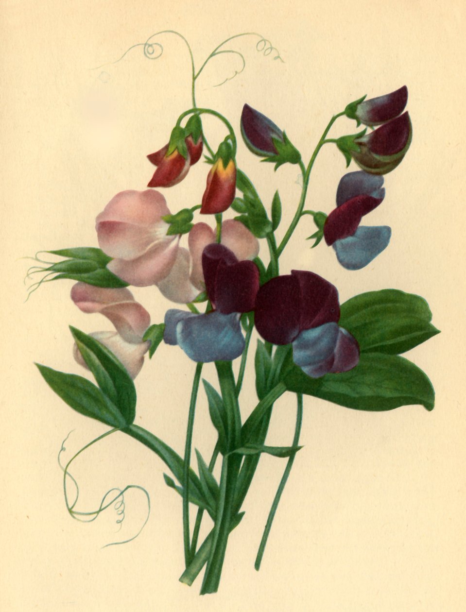 "Sötärter: Lathyrus odoratus", 1827, 1946. av Pierre Joseph Redouté