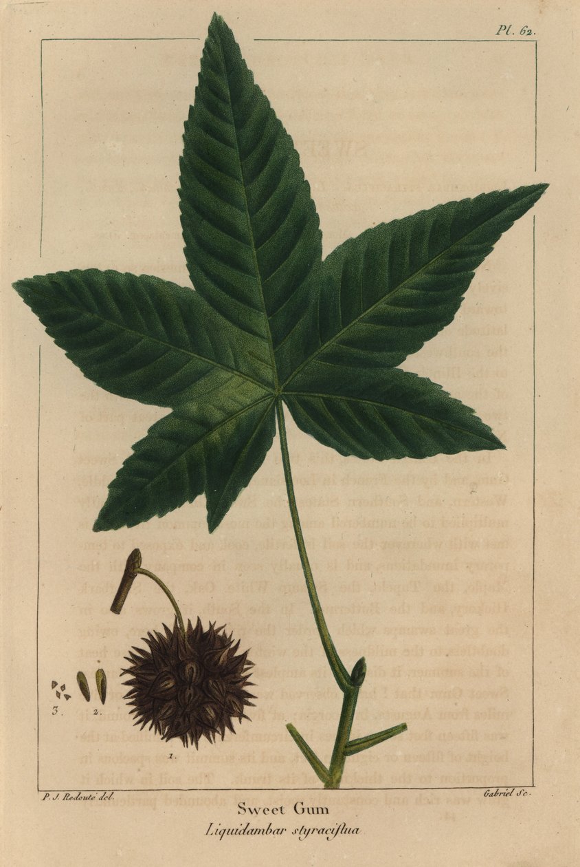Sweet gum tree, Liquidambar styraciflua (gravyr) av Pierre Joseph Redouté