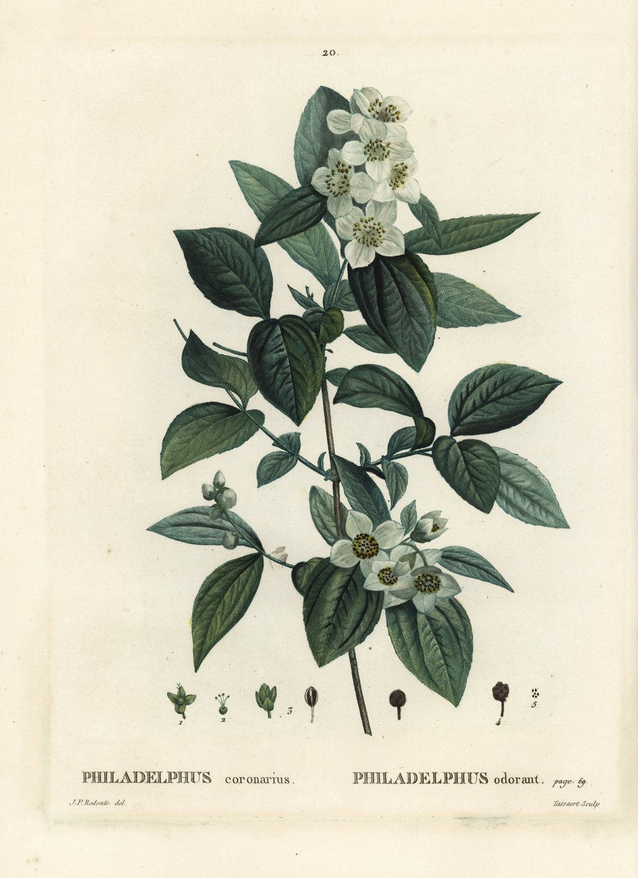 Söt mock-orange, engelsk kornel, Philadelphus coronarius. Handkolorerad stippelgravyr av Tassaert efter en illustration av Pierre-Joseph Redoute från Henri Louis Duhamel du Moncels Treat des Trees et Shrustes, Paris av Pierre Joseph Redouté