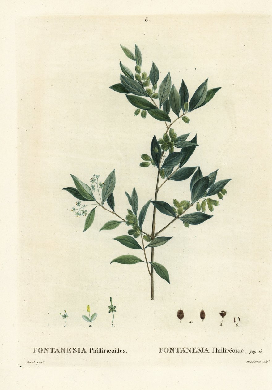 Syrisk liguster, Fontanesia phillyreoides. Handkolorerad stippelgravyr av Du Ruisseau efter en illustration av Pierre-Joseph Redoute från Henri Louis Duhamel du Moncels Treat des Arbres et Shrustes, Paris av Pierre Joseph Redouté