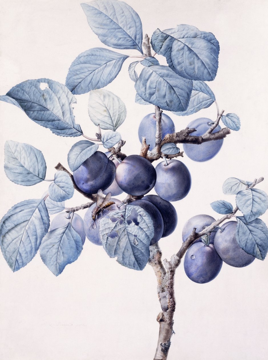 Grenen av ett plommonträd som bär frukt med en geting som dricker vatten på ett löv, av Pierre Joseph Redouté