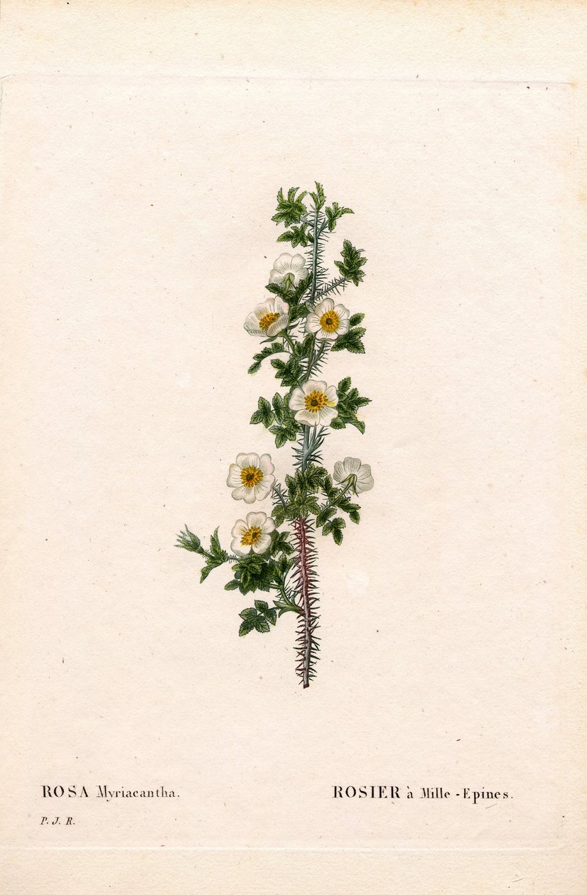 Tusenryggad ros, Rose myriacantha, Rose a Thousand-Spines. Handfärgad kopparsticksgravyr från Pierre Joseph Redoutes "" Les Roses,"" Paris av Pierre Joseph Redouté