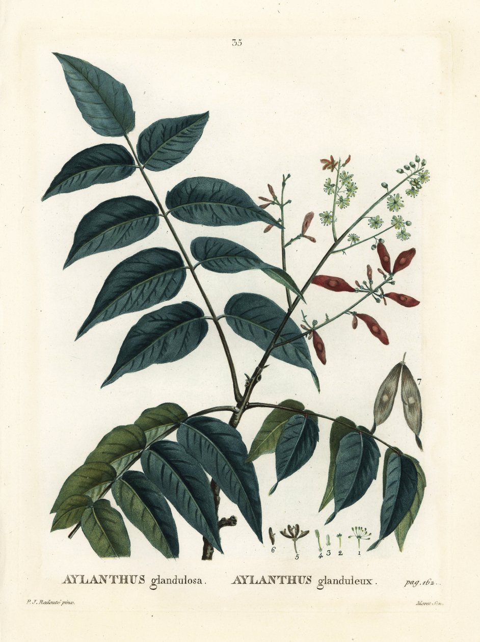 Himmelens träd, ailanthus eller chouchun, Ailanthus altissima (Aylanthus glandulosa). Handkolorerad stippelgravyr av Moret efter en illustration av Pierre-Joseph Redoute från Henri Louis Duhamel du Moncels Treat des Arbres et Shrustes, Paris av Pierre Joseph Redouté