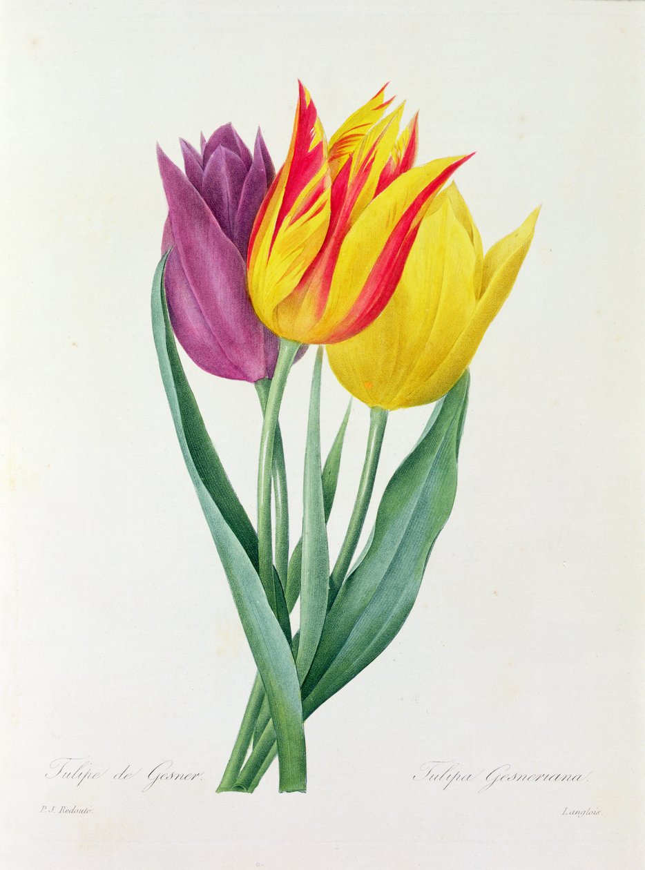 Tulipa Gesneriana (färgad gravyr) av Pierre Joseph Redouté