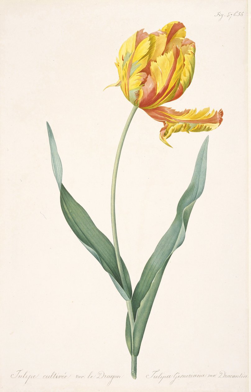 Tulipa Gesneriana var. Drakens papegojtulpan, 1816. av Pierre Joseph Redouté