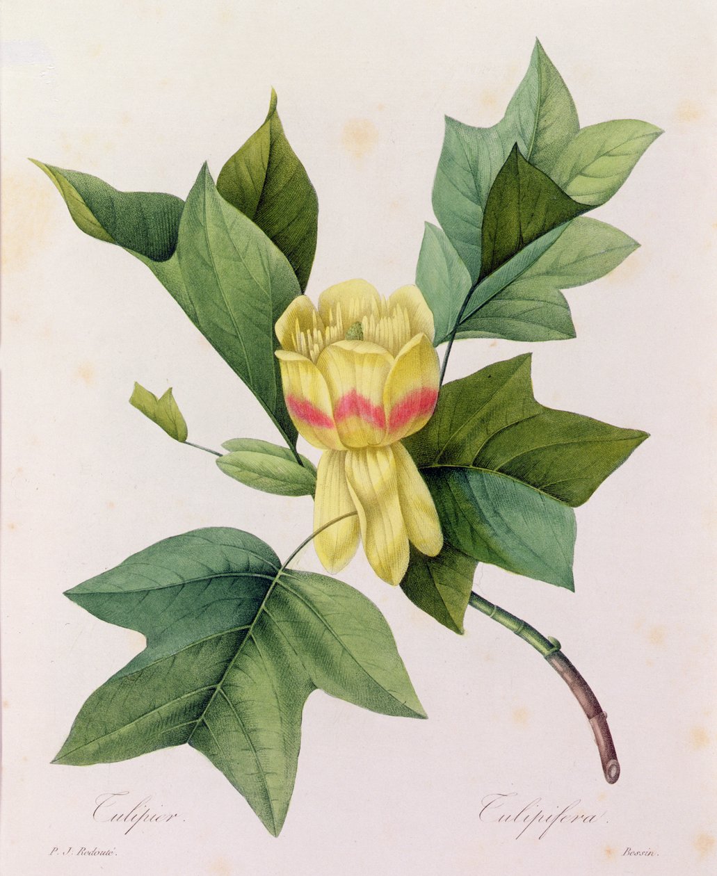 Tulipifera (färgad gravyr) av Pierre Joseph Redouté