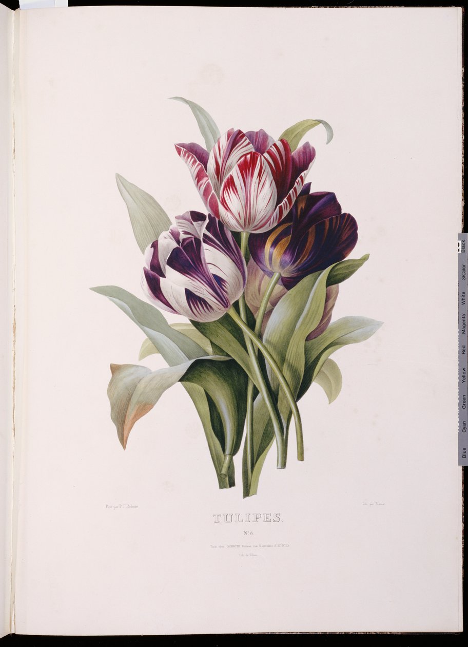 Tulpaner, från "A Fine Series of Floral Buquets" av Pierre Joseph Redouté
