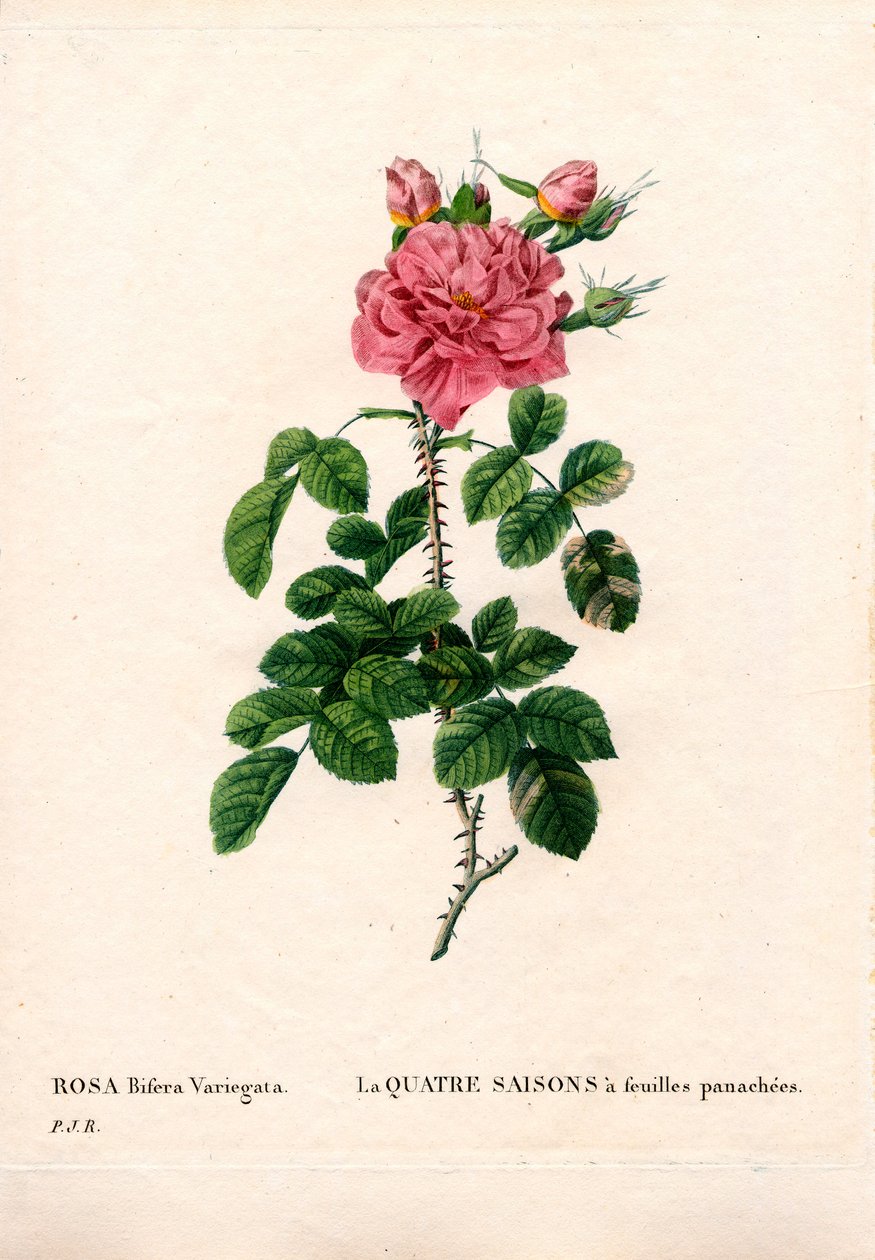 Brokig fyra årstider rosa, Rosa damascena var. bifera. Handfärgad kopparsticksgravyr från Pierre Joseph Redoutes "" Les Roses,"" Paris av Pierre Joseph Redouté