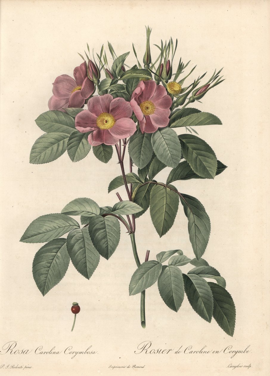 Virginiaros, mörka blommor - Eau forte de Langlois, baserad på en illustration av Pierre Joseph Redoute (1759-1840), från Les Roses av Pierre Joseph Redouté