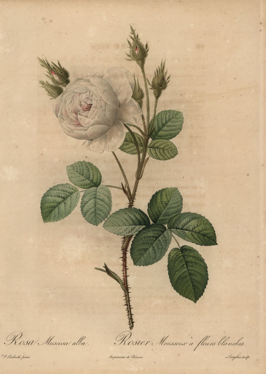 Vitkålsros, Rosa muscosa alba av Pierre Joseph Redouté