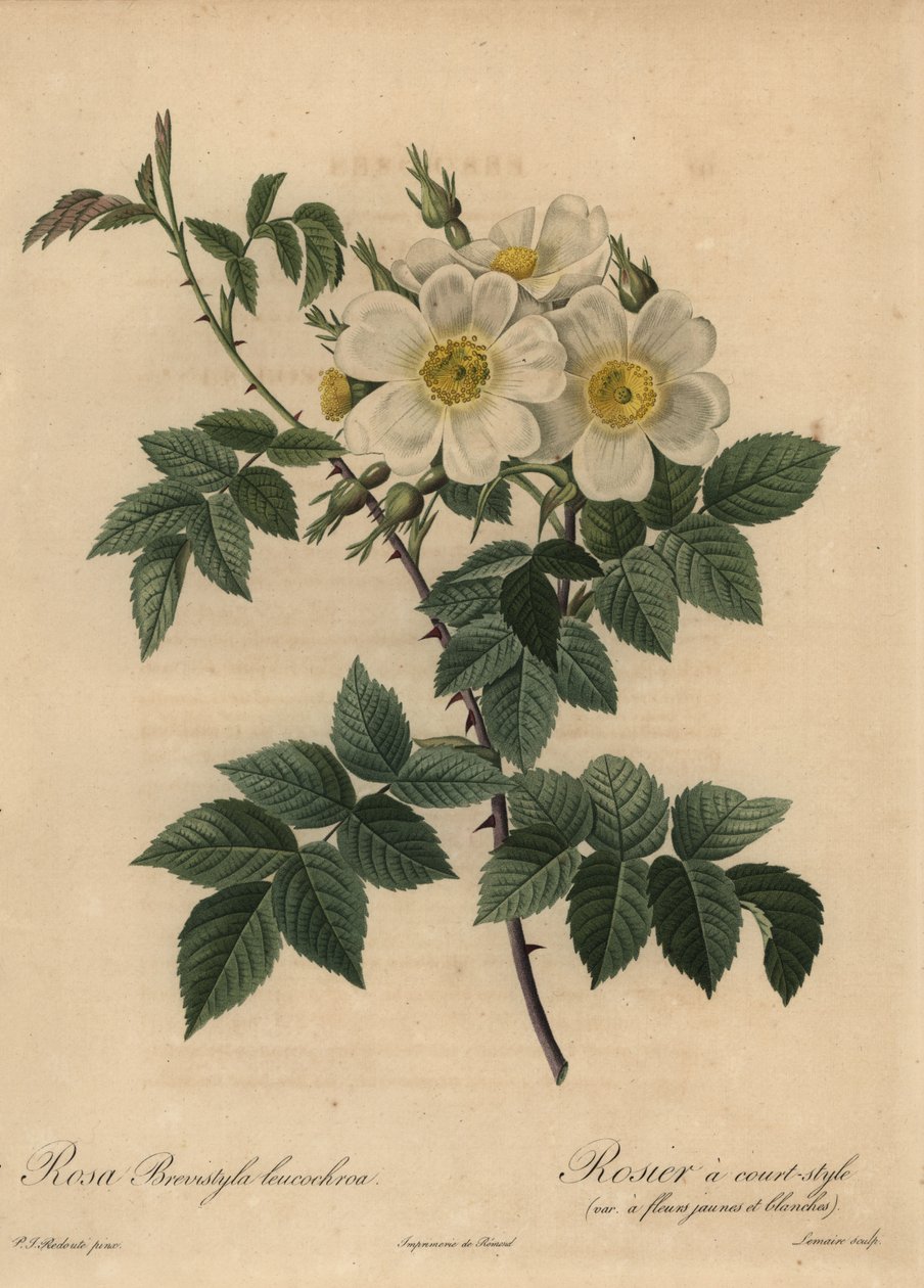 Vit hundros, Rosa stylosa av Pierre Joseph Redouté