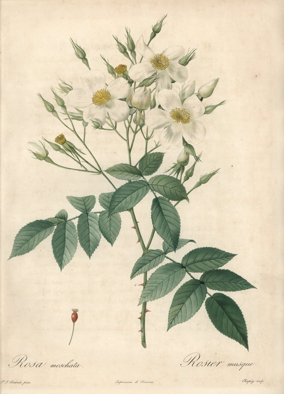 Vita blommor myskros - Eau forte de Chapuy, baserad på en illustration av Pierre Joseph Redoute (1759-1840), från Les Roses av Pierre Joseph Redouté