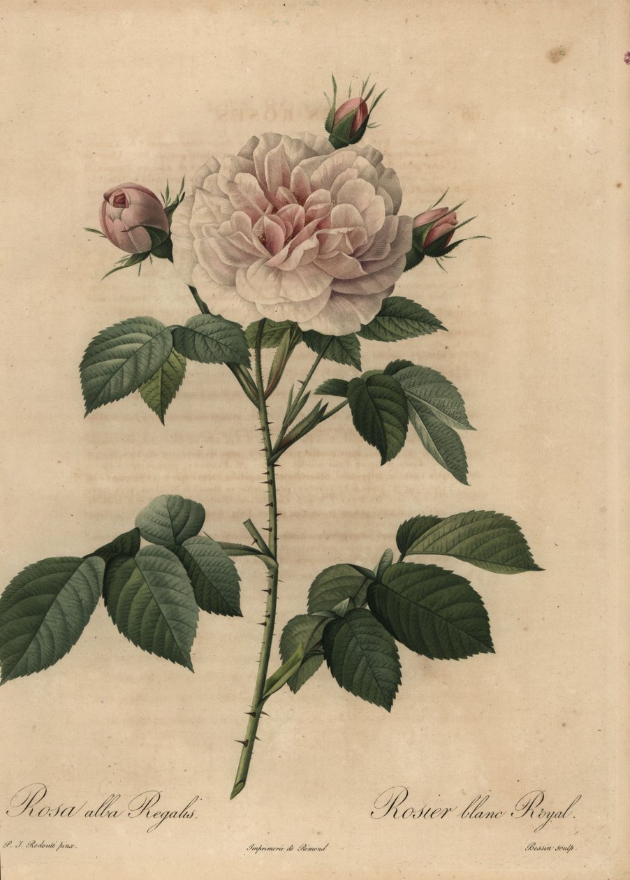Vit roshybrid Royal, Rosa alba av Pierre Joseph Redouté