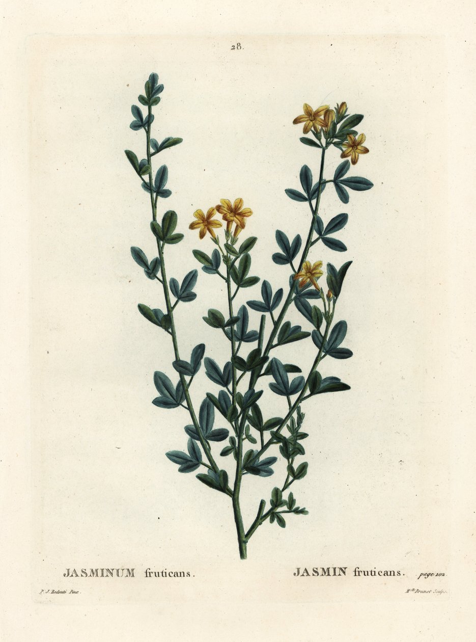 Vild eller gul Jasmin, Jasminum fruticans. Handfärgad stipplegravyr av Miss Brenet efter en illustration av Pierre-Joseph Redoute från Henri Louis Duhamel du Moncels Treat des Arbres et Shrustes, Paris av Pierre Joseph Redouté