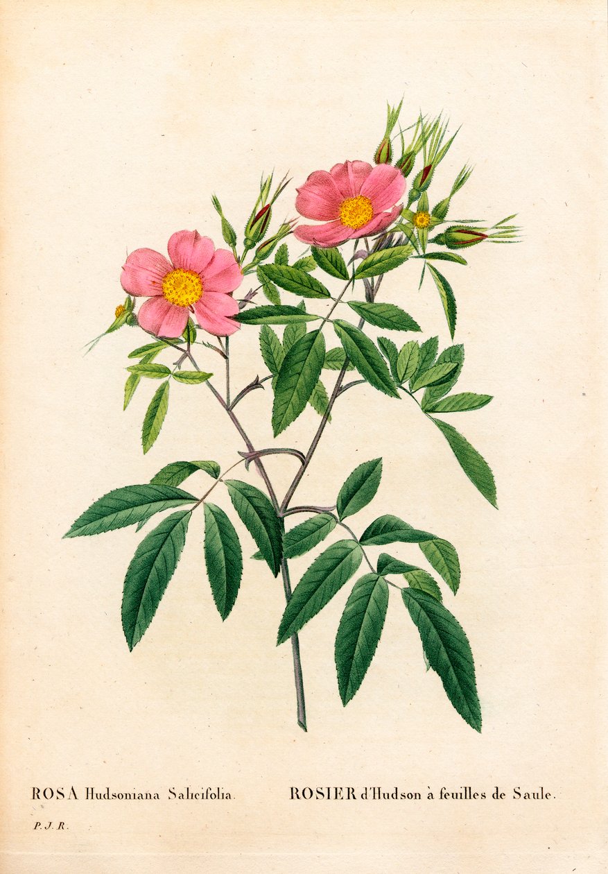 Pilbladig rosa kärr, Rosa palustris, Pilbladig Hudsonros. Handfärgad kopparsticksgravyr från Pierre Joseph Redoutes "" Les Roses,"" Paris av Pierre Joseph Redouté