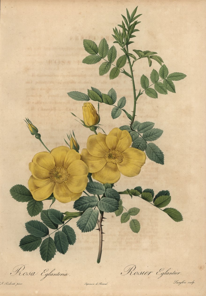 Gul ros, Rosa eglanteria av Pierre Joseph Redouté