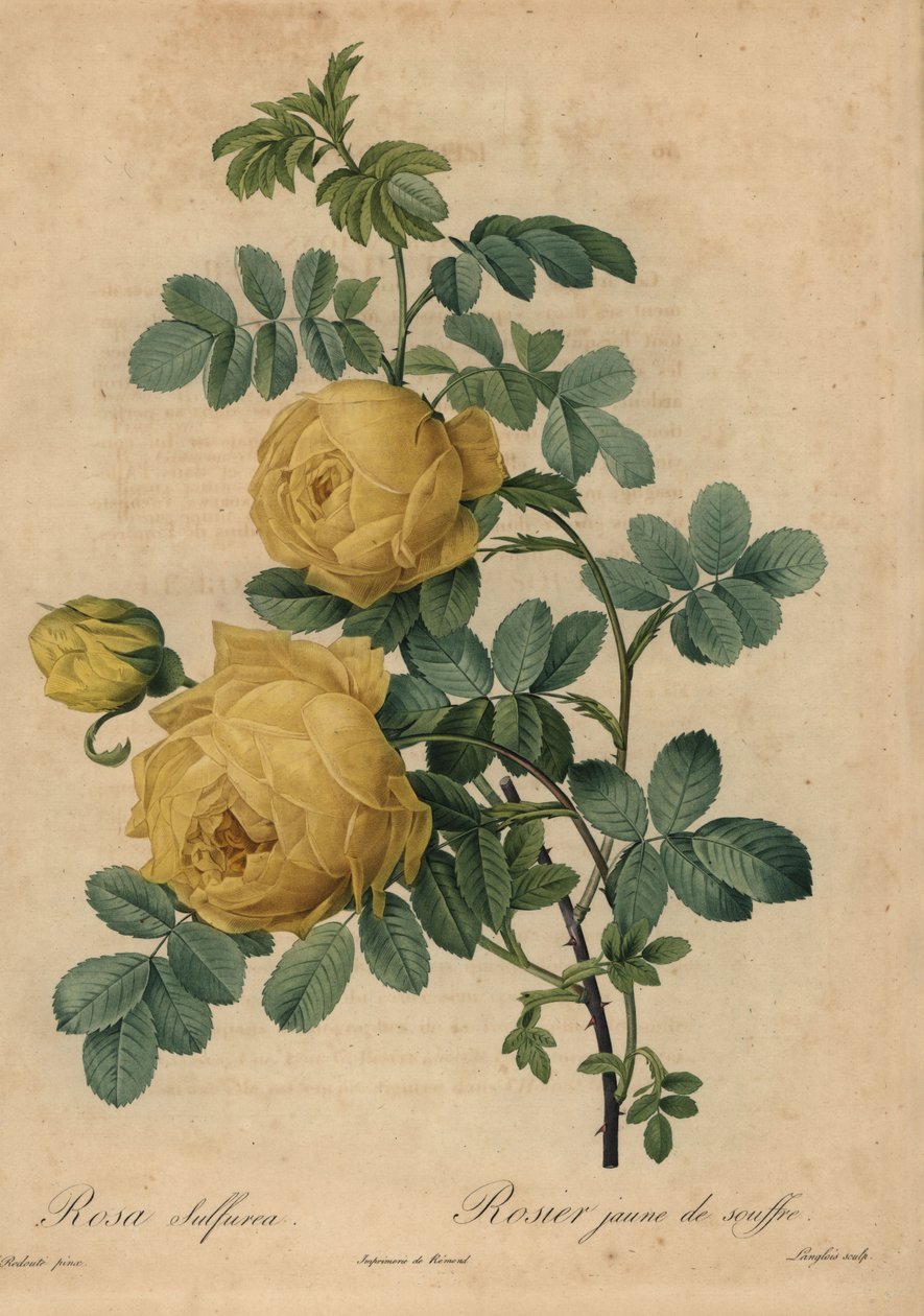 Gul svavelros, Rosa hemisphaerica av Pierre Joseph Redouté