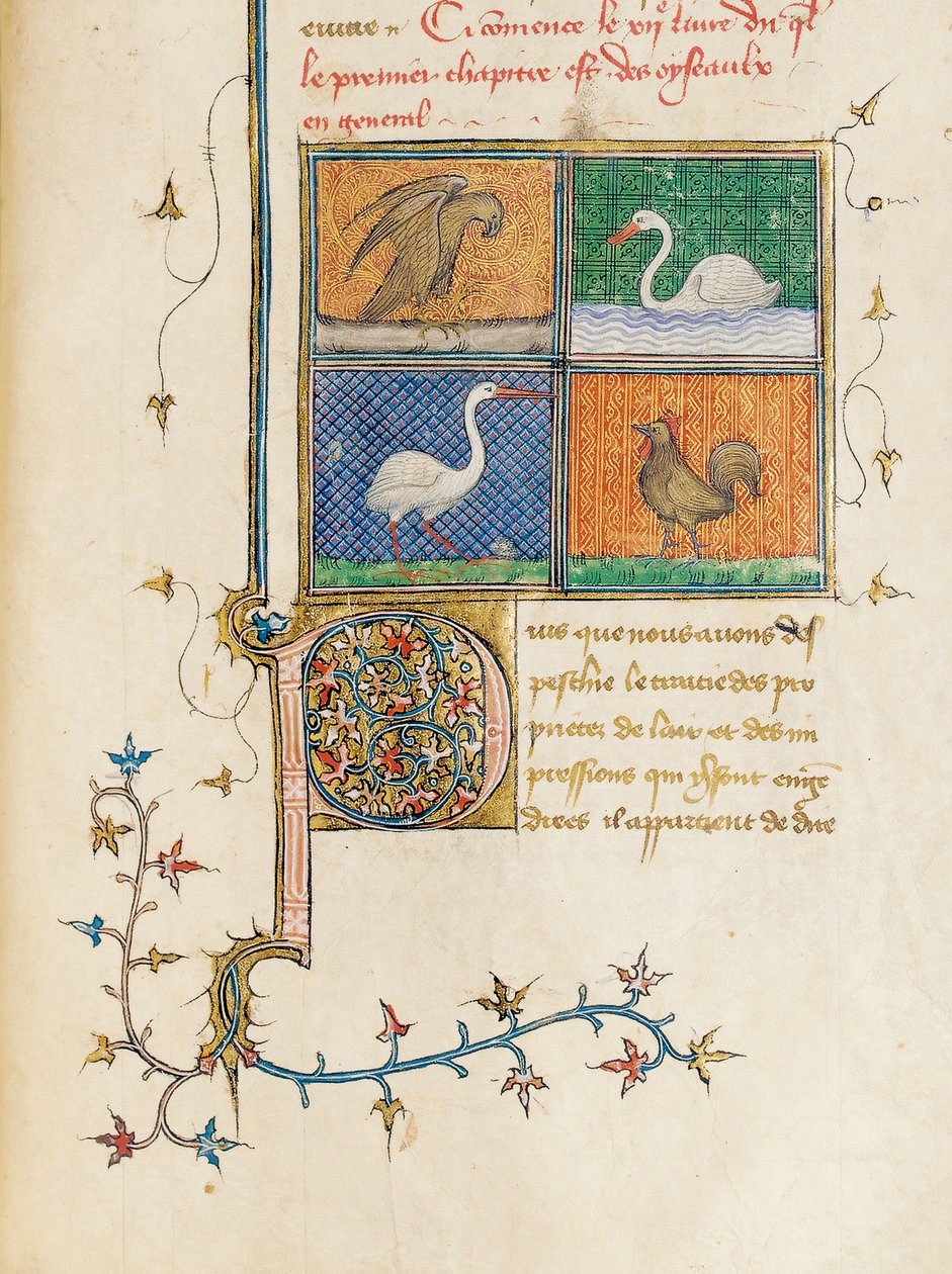 Sida från "The Properties of Things" av engelsmannen Bartholomew i den franska översättningen av Jean Corbechon, ca 1390 av Pierre Remiet