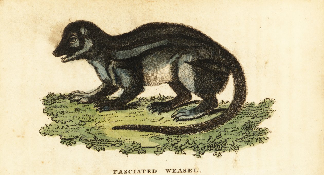 Bredrandig malagasisk mangust, Galidictis fasciata., 1800 (gravyr) av Pierre Sonnerat