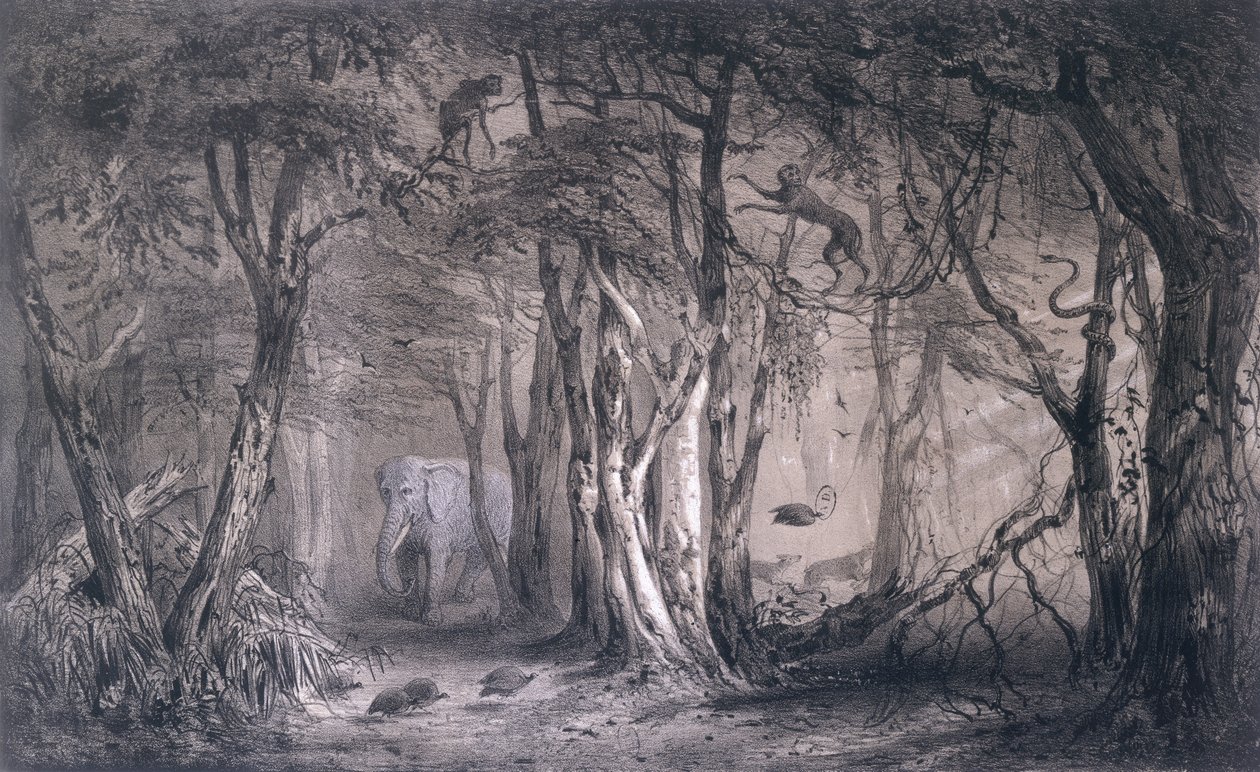 Virgin Forest on the edge of the Blue Nile, från Voyages au Soudan Oriental et dans lAfrique Septentrionale av Pierre Tremaux (1818-95) graverad av Tirpenne och J. Gaildrau, 1852 av Pierre Tremaux