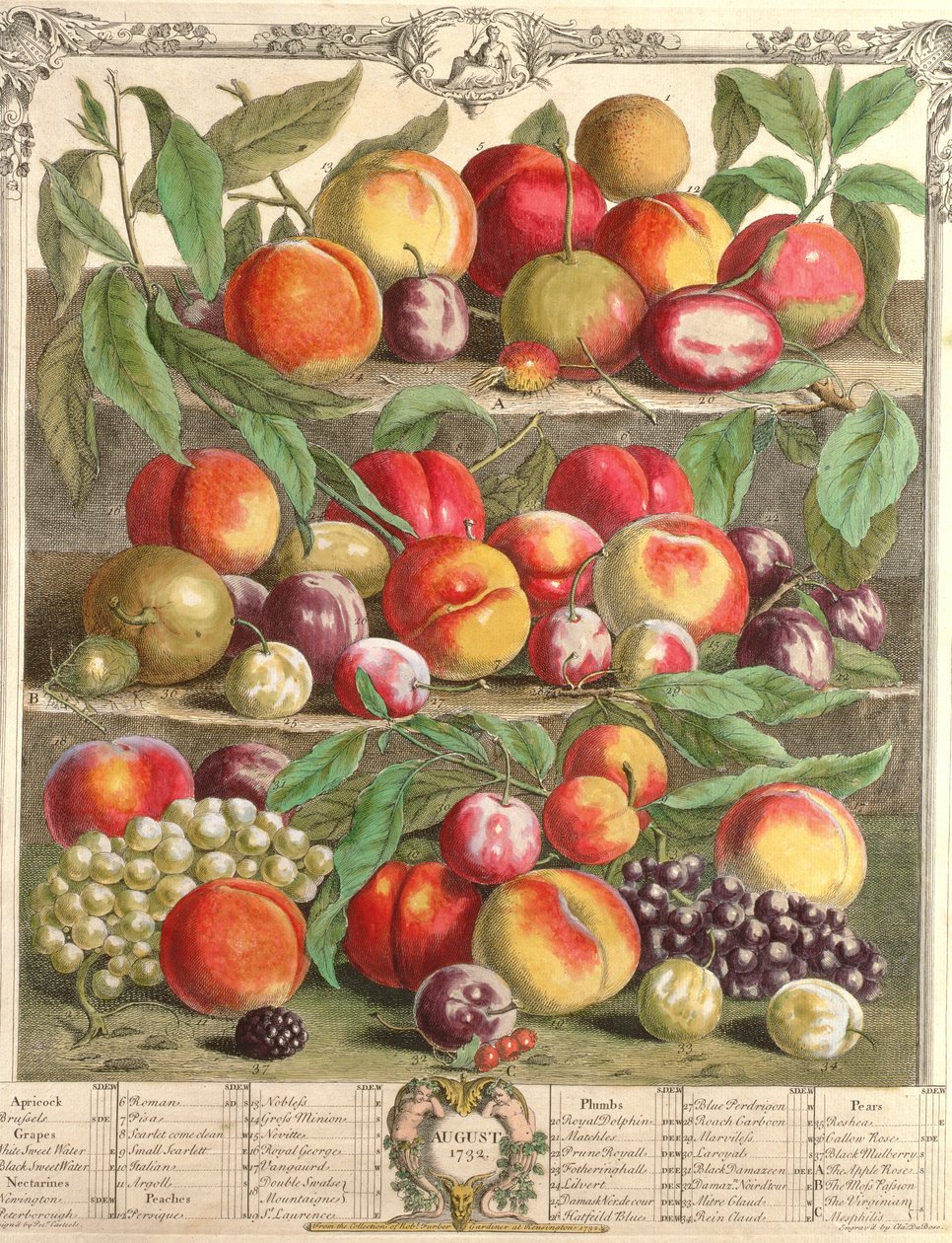 Augusti, från "Twelve Months of Fruits", av Robert Furber (ca 1674-1756) graverad av C. Du Bose, 1732 (färgstick) av Pieter Casteels