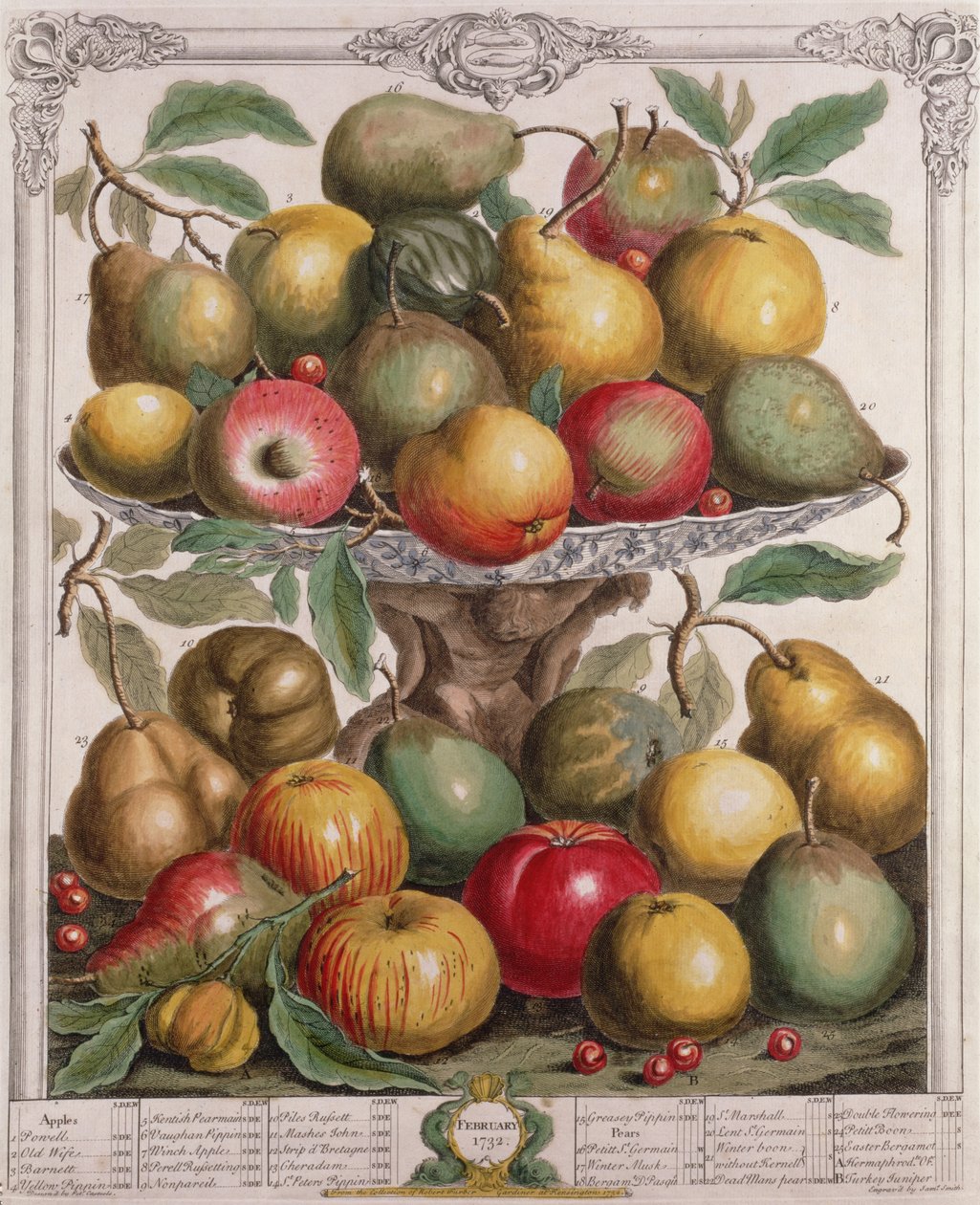 Februari, från "Twelve Months of Fruits", av Robert Furber (ca 1674-1756) graverad av James Smith, 1732 (färgstick) av Pieter Casteels