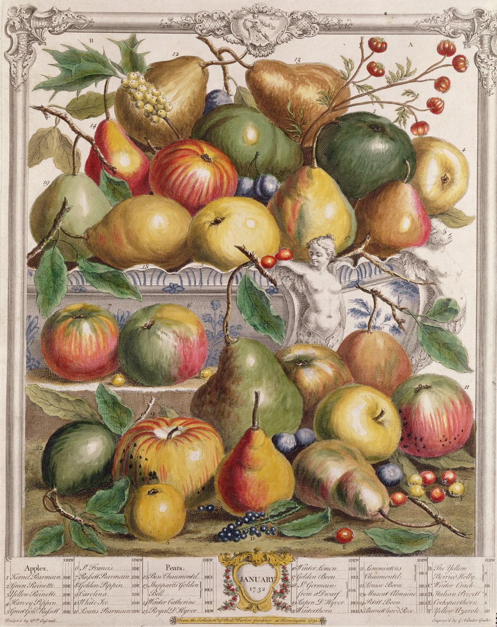 Januari, från "Twelve Months of Fruits", av Robert Furber (ca 1674-1756) graverad av Gerard Vandergucht (1696-1776) 1732 (färgstick) av Pieter Casteels