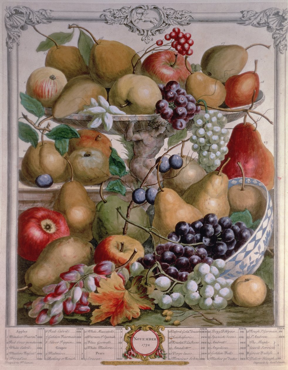 November, från "Twelve Months of Fruits", av Robert Furber (ca 1674-1756) graverad av James Smith, 1732 (färgstick) av Pieter Casteels