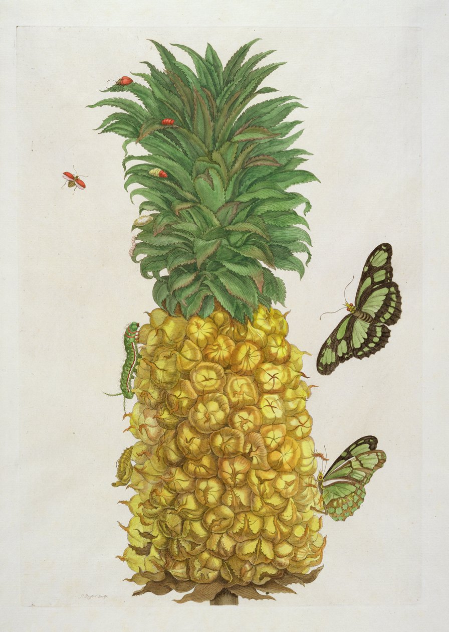Ananas med larv och fjärilar (handkolorerad gravyr) av Pieter Sluiter or Sluyter