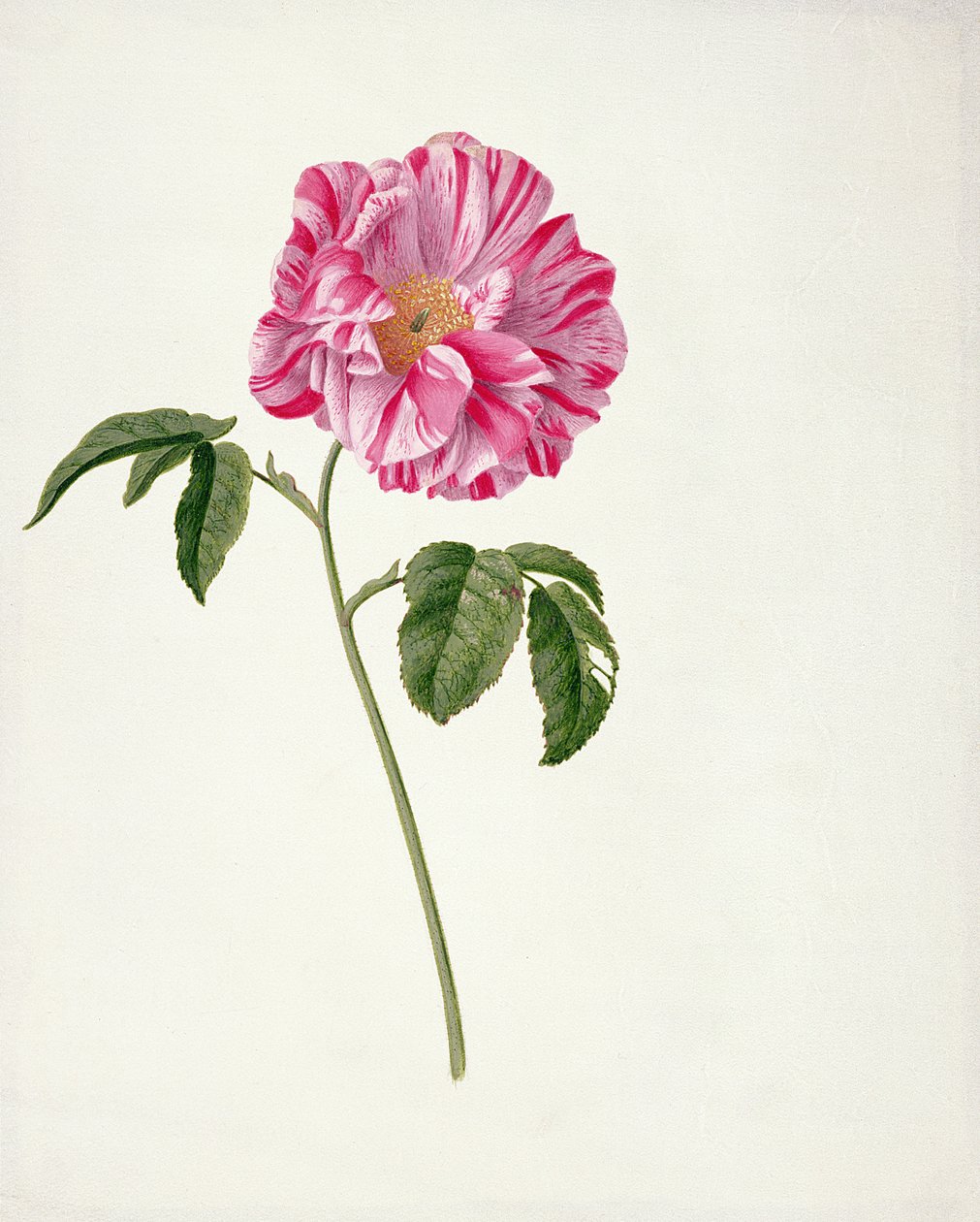 PD.101-1973f.3 Rosa gallica versicolour (Rosa mundi) (toilet og gouache på vellum) swed av Pieter Withoos