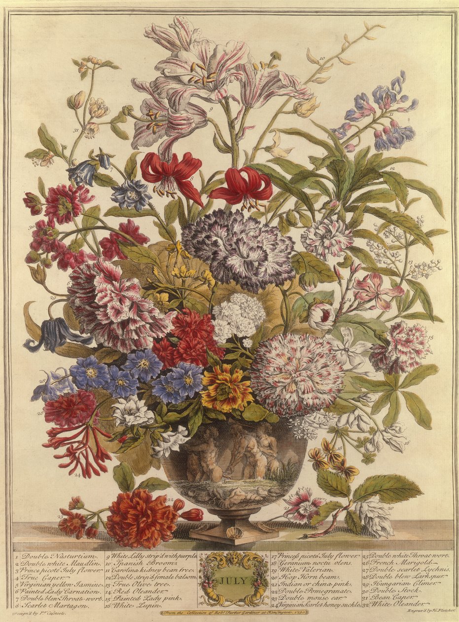 Juli, från Twelve Months of Flowers av Robert Furber (ca 1674-1756) graverad av Henry Fletcher (färgstick) av Pieter after Casteels