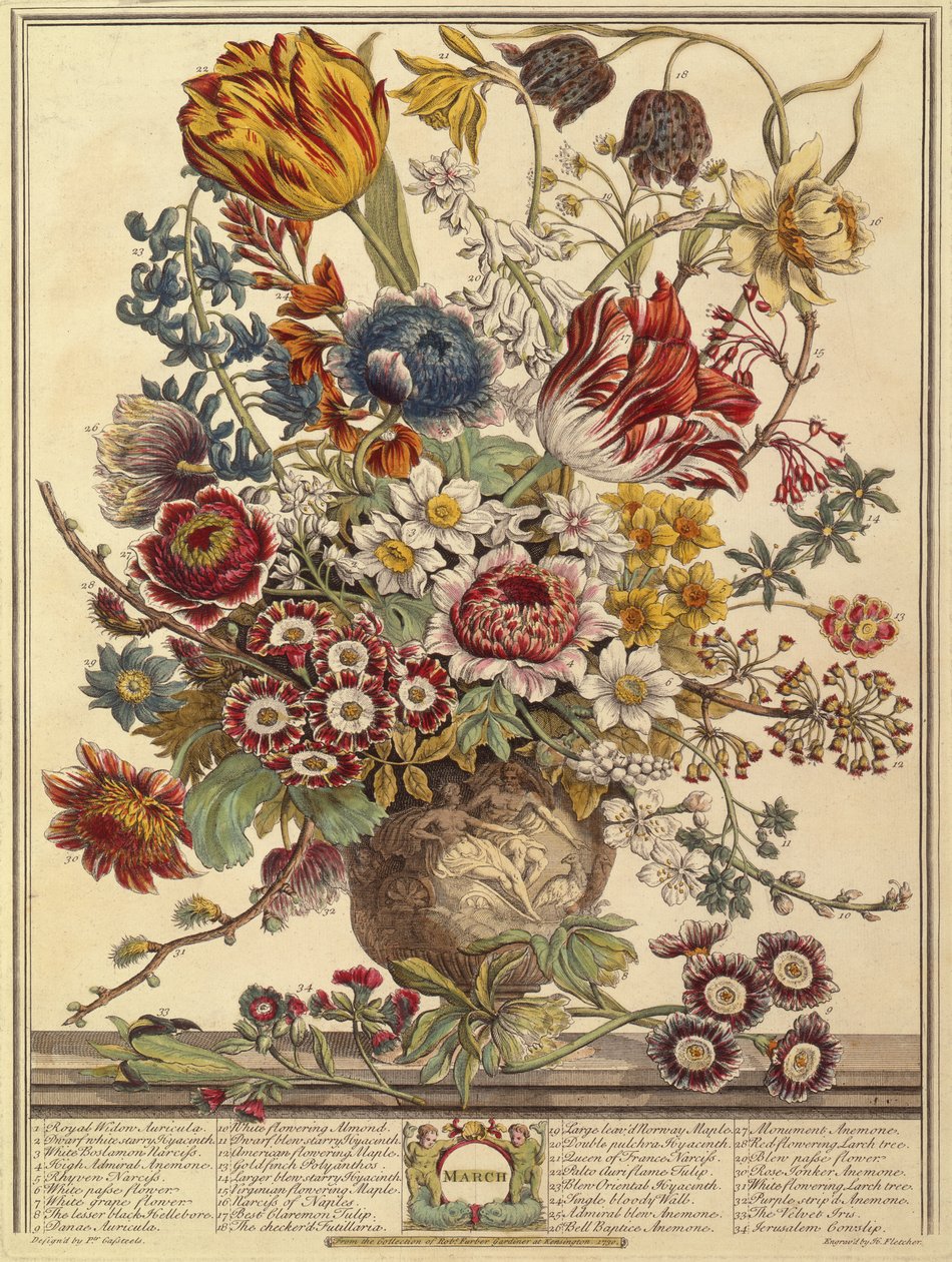 Mars, från Tolv månader av blommor av Robert Furber (ca 1674-1756) graverad av Henry Fletcher (färgstick) av Pieter after Casteels