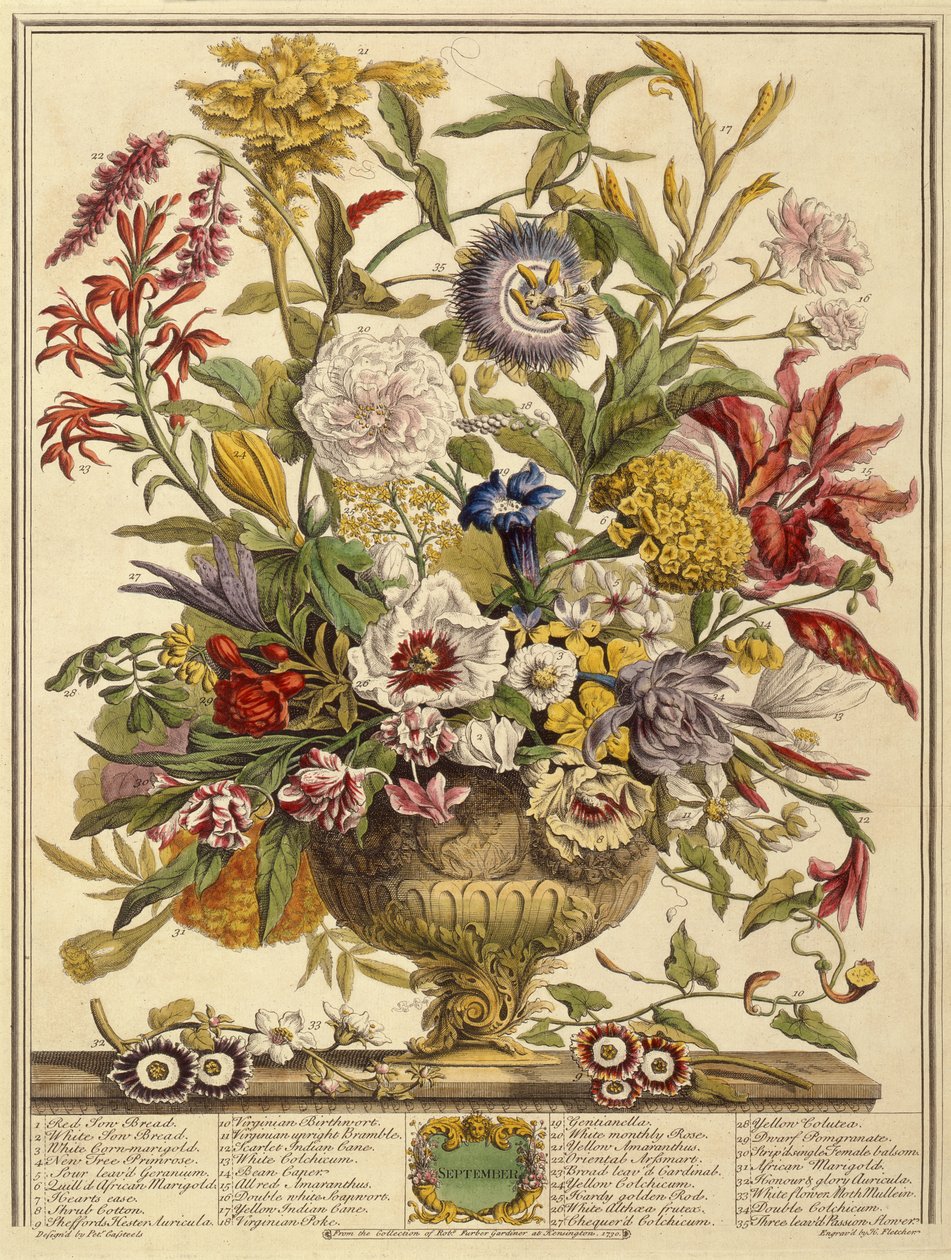 September, från Twelve Months of Flowers av Robert Furber (ca 1674-1756) graverad av Henry Fletcher (färgstick) av Pieter after Casteels