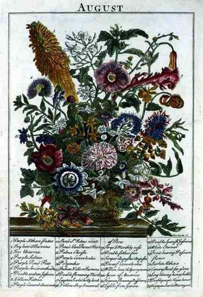 Augusti, från "The Flower Garden Displayed" av Robert Furber (c.1674-1756), graverad av James Smith, pub. 1732 (färgad gravyr) av Pieter (after) Casteels