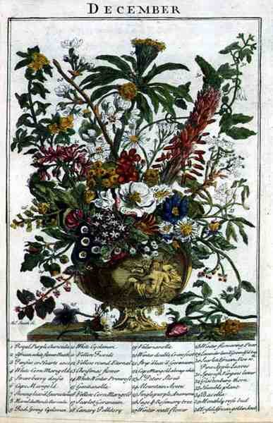 December, från "The Flower Garden Displayed" av Robert Furber (ca 1674-1756), graverad av James Smith, pub. 1732 (färgat gravyr) av Pieter (after) Casteels