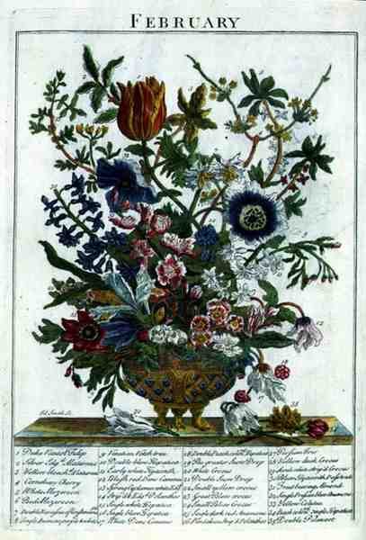 Februari, från "The Flower Garden Displayed" av Robert Furber (ca 1674-1756), graverad av James Smith, pub. 1732 (färgat gravyr) av Pieter (after) Casteels