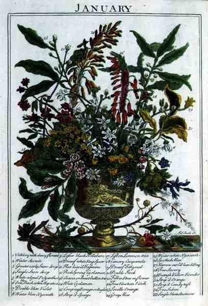 Januari, från "The Flower Garden Displayed" av Robert Furber (c.1674-1756), graverad av James Smith, pub. 1732 (färgad gravyr) av Pieter (after) Casteels