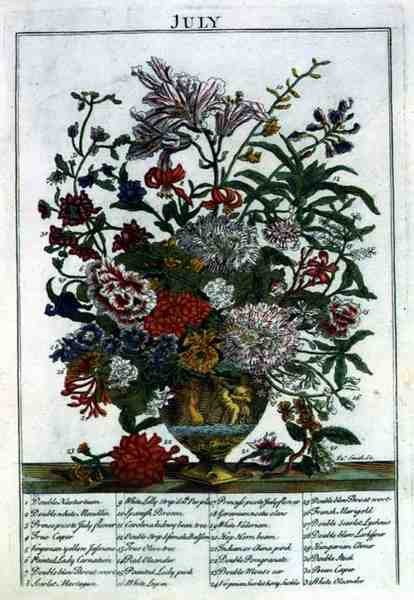 Juli, från "The Flower Garden Displayed" av Robert Furber (c.1674-1756), graverad av James Smith, pub. 1732 (färgad gravyr) av Pieter (after) Casteels