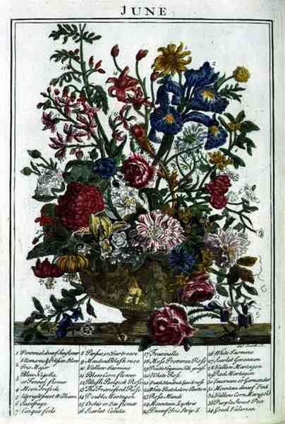 Juni, från "The Flower Garden Displayed" av Robert Furber (c.1674-1756), graverad av James Smith, pub. 1732 (färgad gravyr) av Pieter (after) Casteels