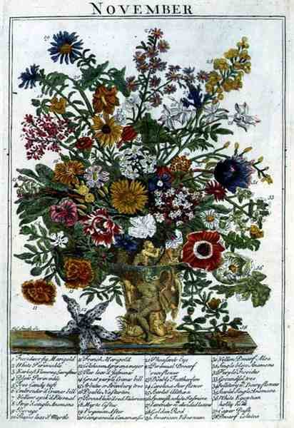 November, från "The Flower Garden Displayed" av Robert Furber (c.1674-1756), graverad av James Smith, pub. 1732 (färgad gravyr) av Pieter (after) Casteels