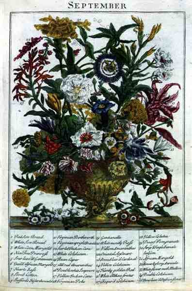 September, från "The Flower Garden Displayed" av Robert Furber (c.1674-1756), graverad av James Smith, pub. 1732 (färgad gravyr) av Pieter (after) Casteels