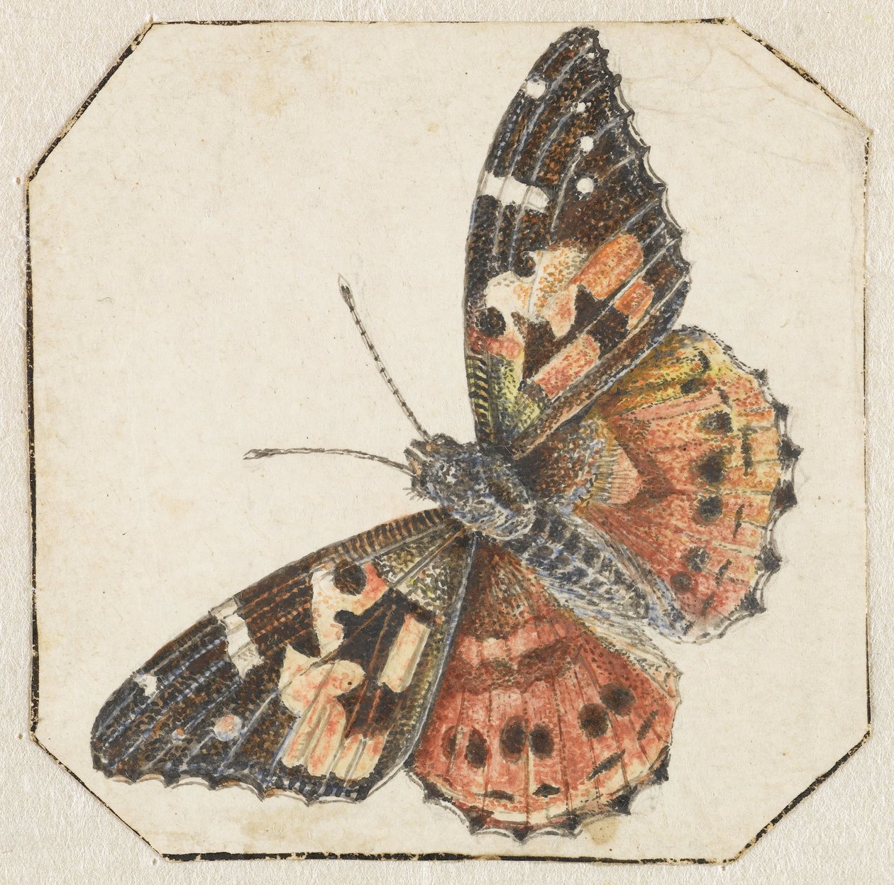 Tistelfjäril (Vanessa cardui) av Pieter Barbiers (possibly)