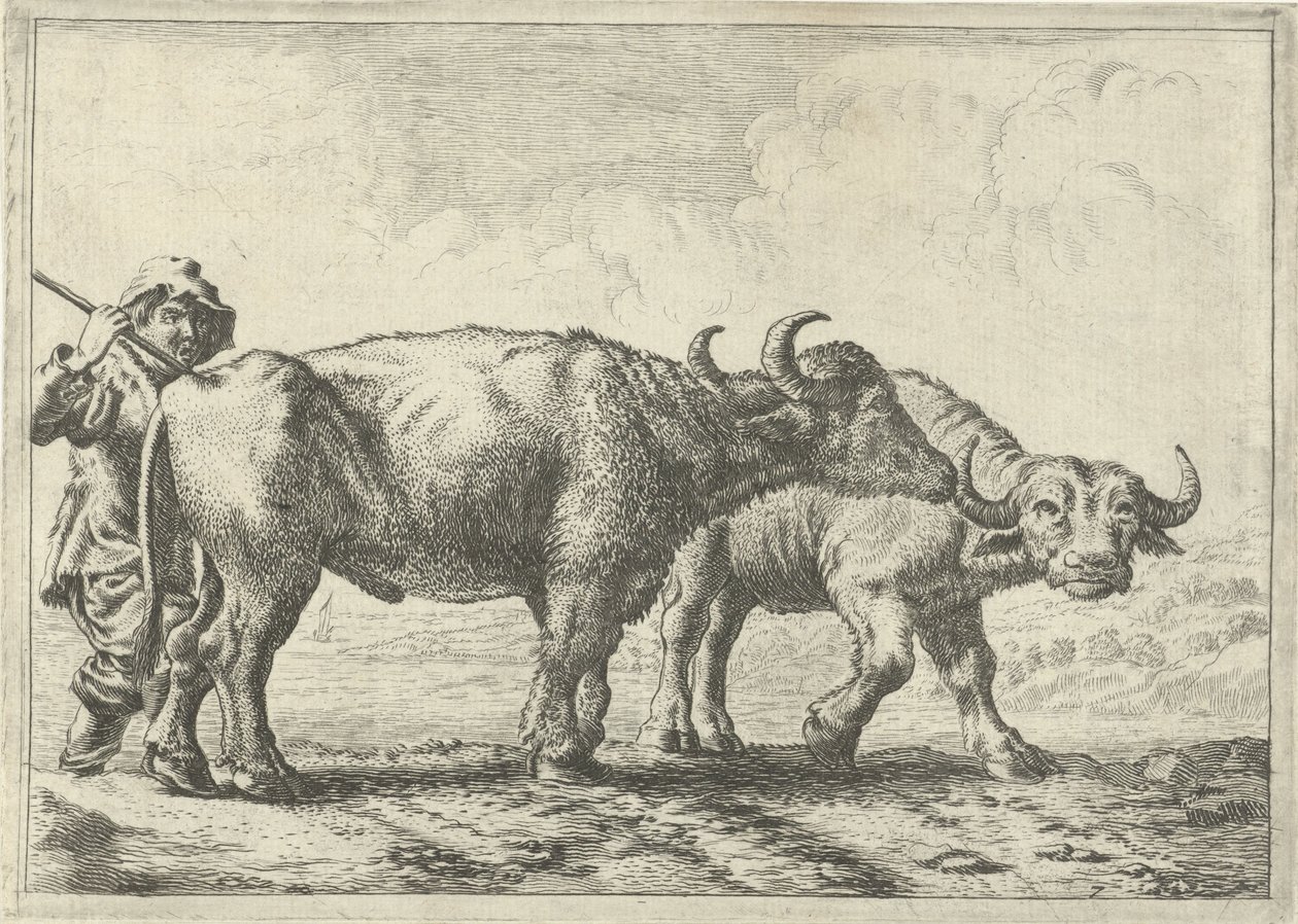 Två bufflar och en herde Olika djur (serietitel) av Pieter Bodding van Laer