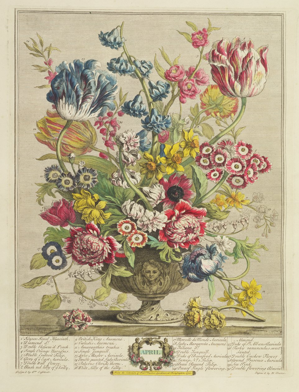 April, från "Twelve Months of Flowers" av Robert Furber (ca 1674-1756), graverad av Henry Fletcher (fl.c.1729), publicerad 1730 (akvatint i färg) (se även 125934). av Pieter Casteels