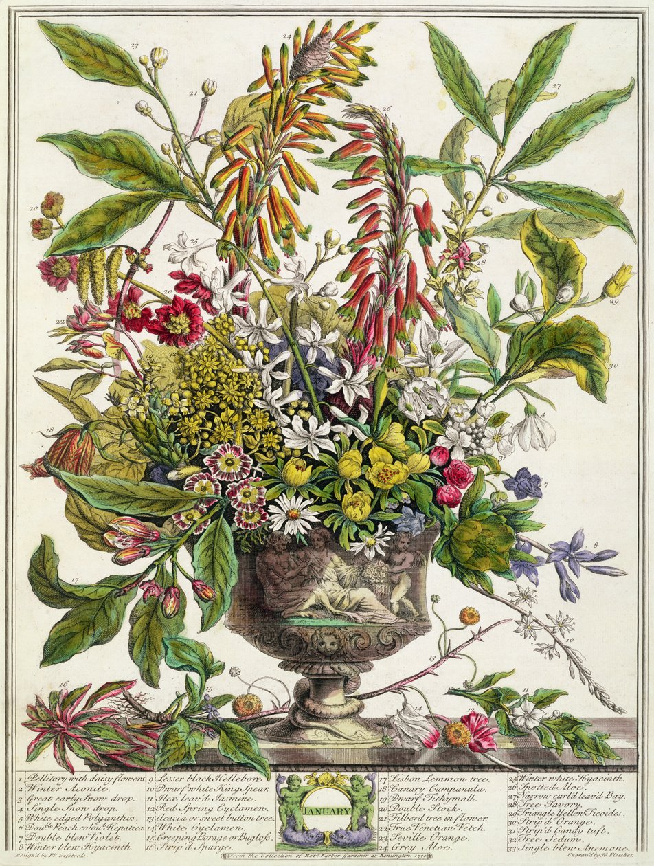 januar, fra `Twelve Months of Flowers